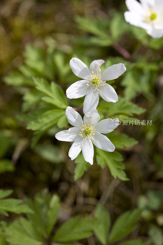 木海葵(A. nemorosa)